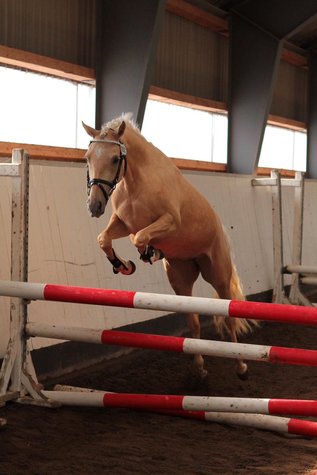 Welsh Partbred (Sec F) Aastrupgaards Lærke billede 5