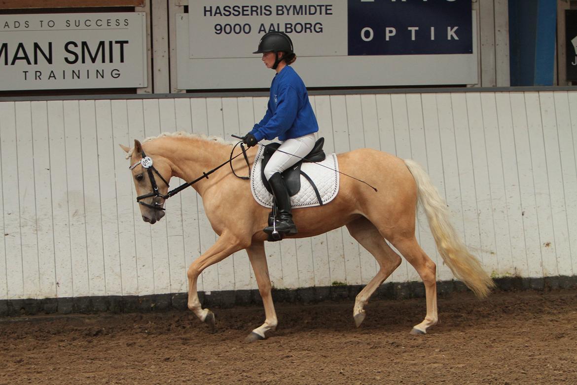 Welsh Partbred (Sec F) Aastrupgaards Lærke billede 7