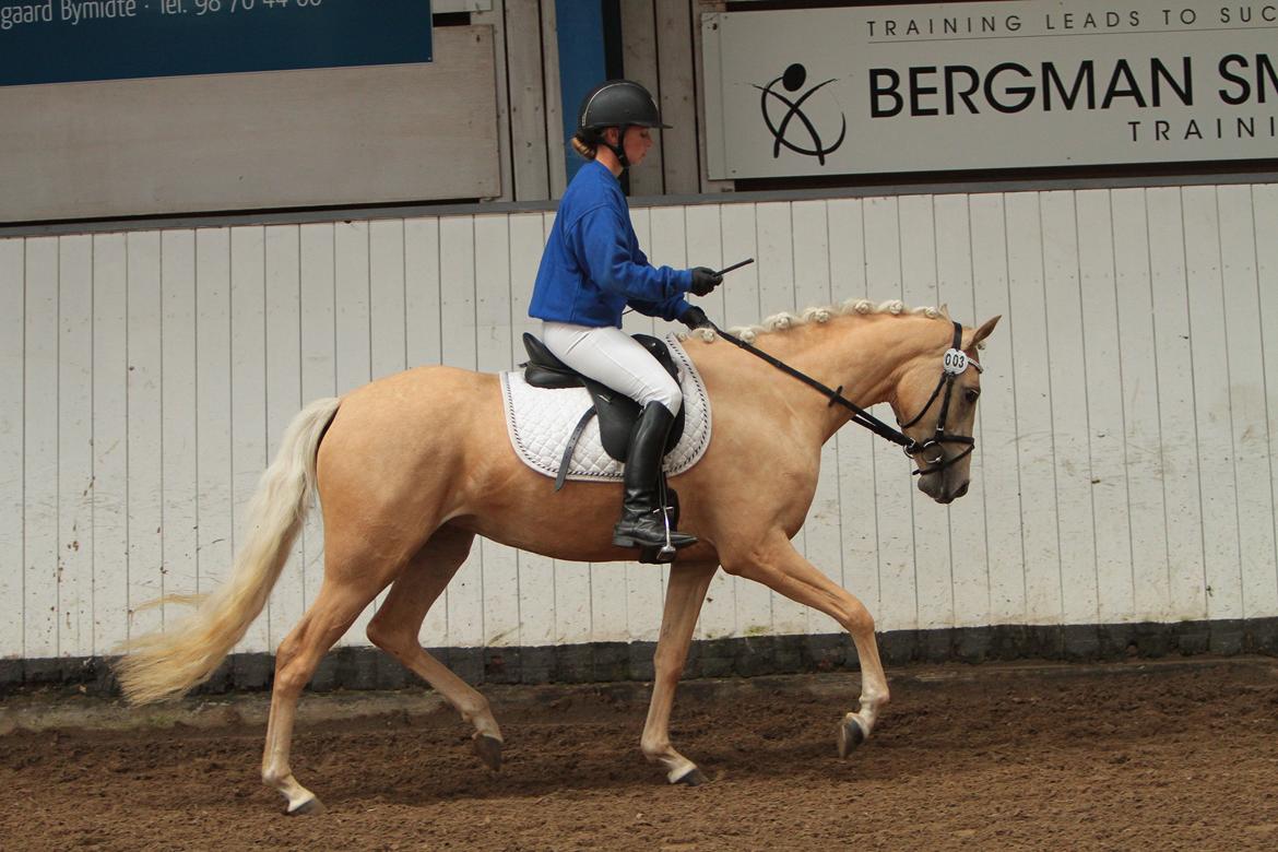 Welsh Partbred (Sec F) Aastrupgaards Lærke billede 9