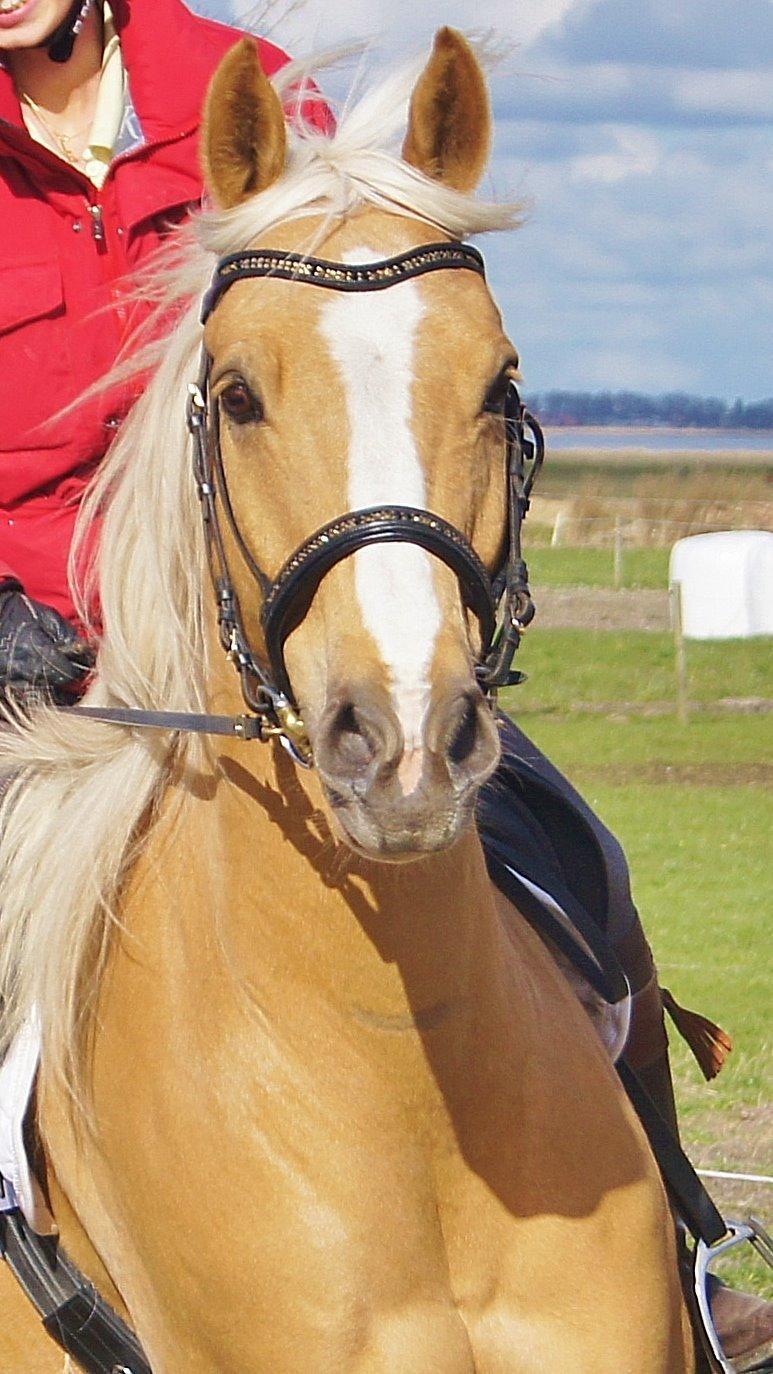 Palomino Billy the kid - Lækre dreng! billede 35