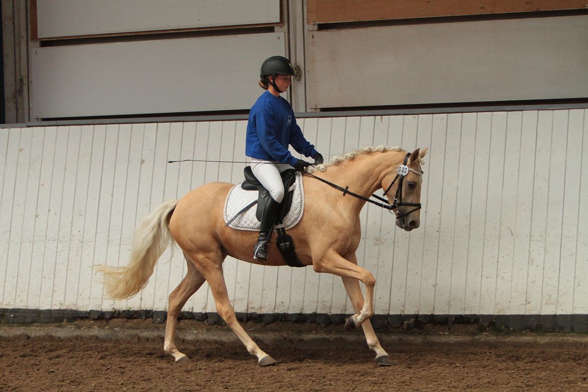 Welsh Partbred (Sec F) Aastrupgaards Lærke billede 10