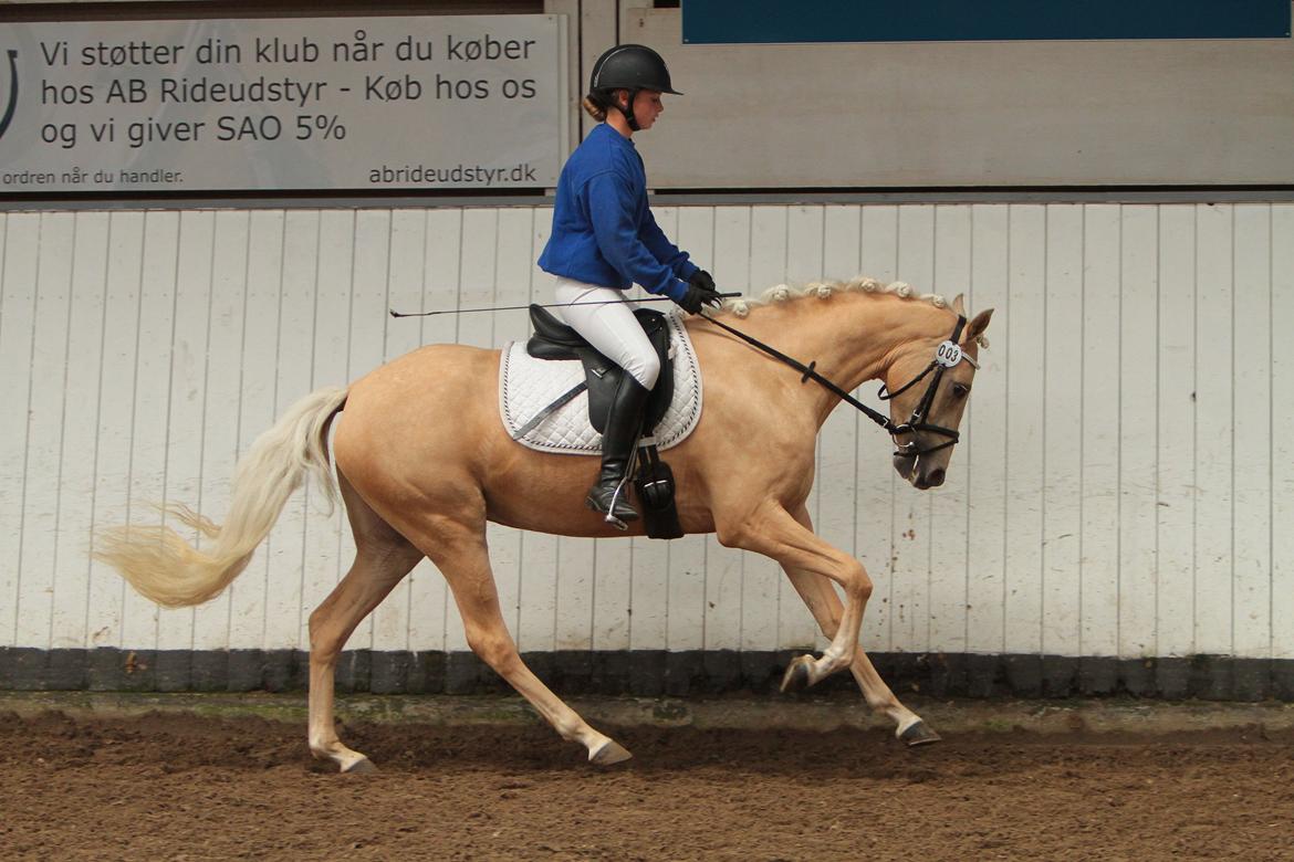 Welsh Partbred (Sec F) Aastrupgaards Lærke billede 11