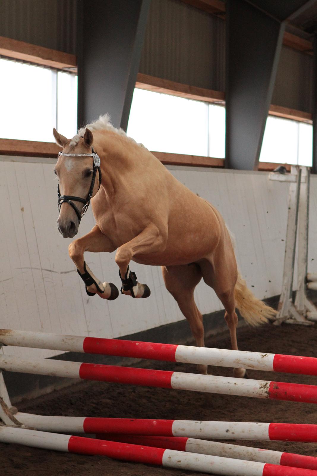 Welsh Partbred (Sec F) Aastrupgaards Lærke billede 4