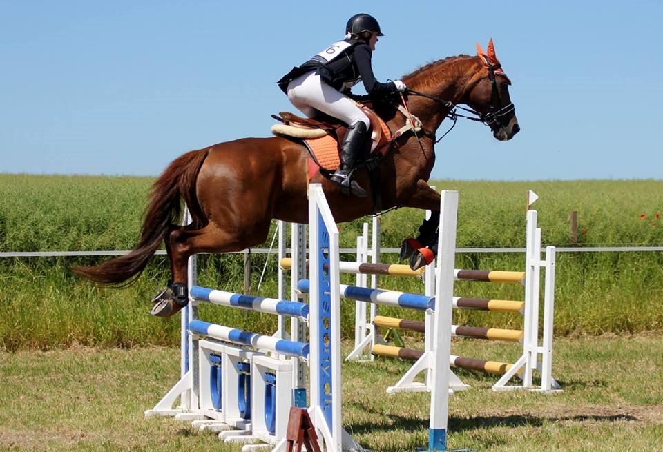 Dansk Varmblod - Sandagergård´s Rafaell - 105 cm. Haslev landsstævne 2014! billede 17