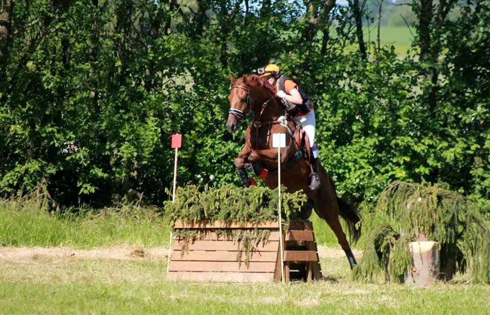 Dansk Varmblod - Sandagergård´s Rafaell - 3 plads i D4 mesterskaberne, debut i CNC100! <3 billede 7