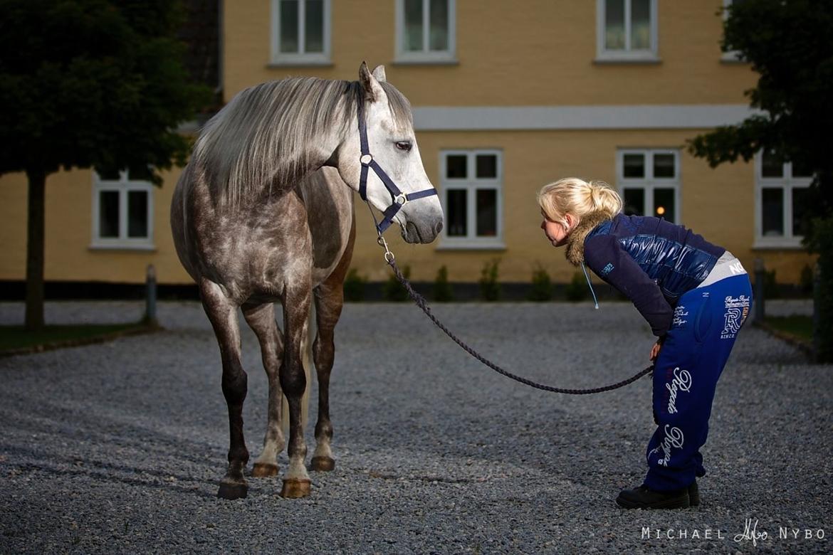 Arabisk fuldblod (OX) Silver billede 2