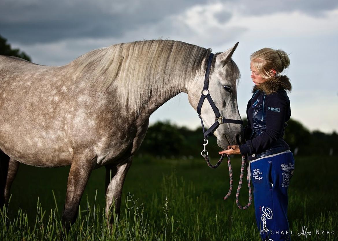 Arabisk fuldblod (OX) Silver billede 3