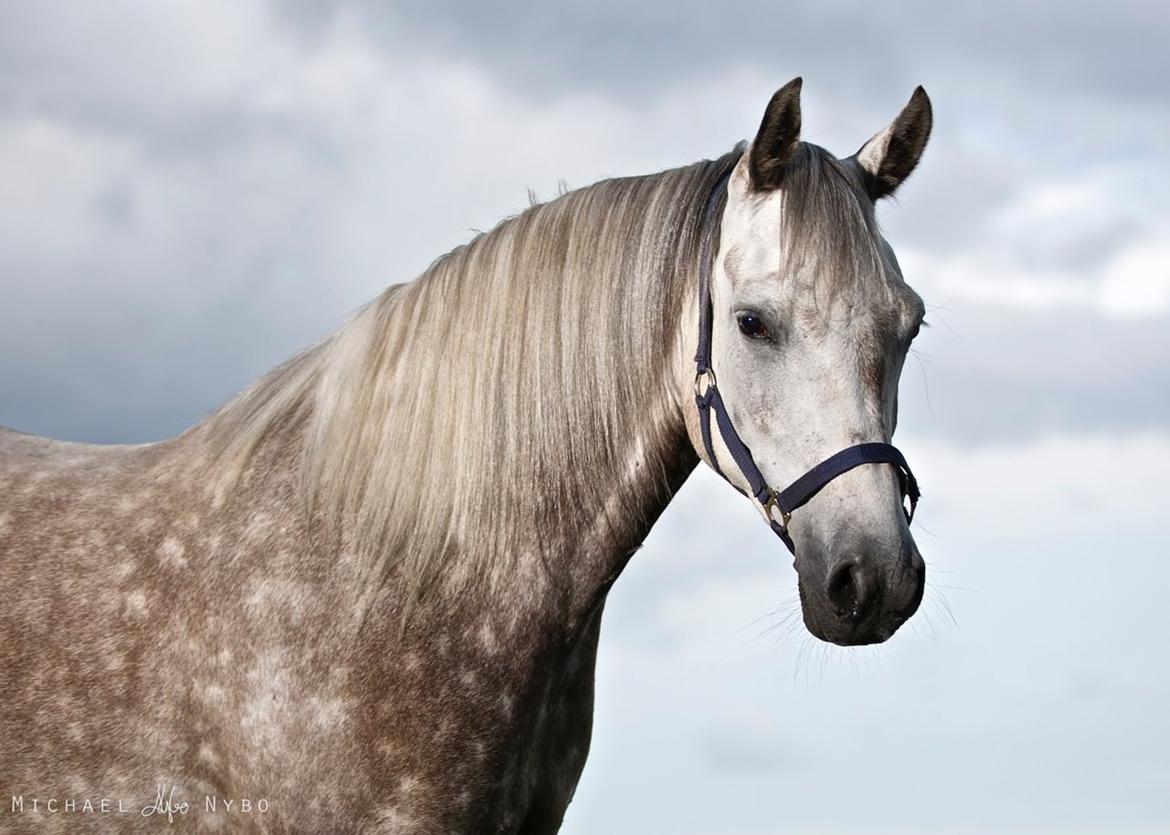 Arabisk fuldblod (OX) Silver billede 4