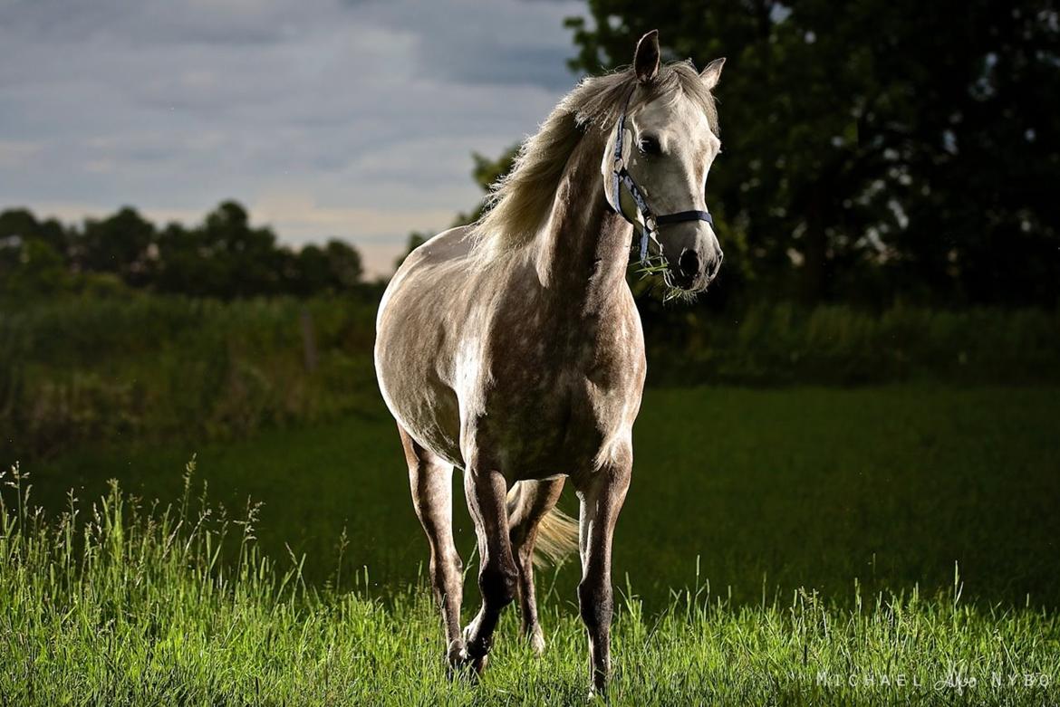 Arabisk fuldblod (OX) Silver billede 5