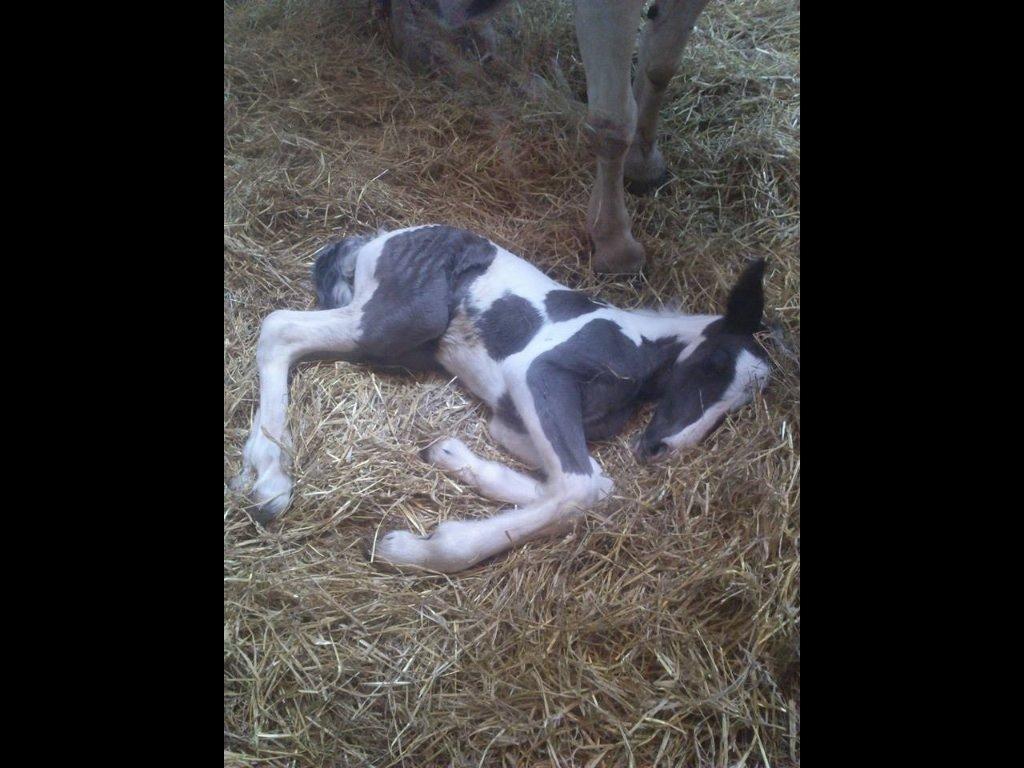 Tinker Møllegårdens Cherie billede 1