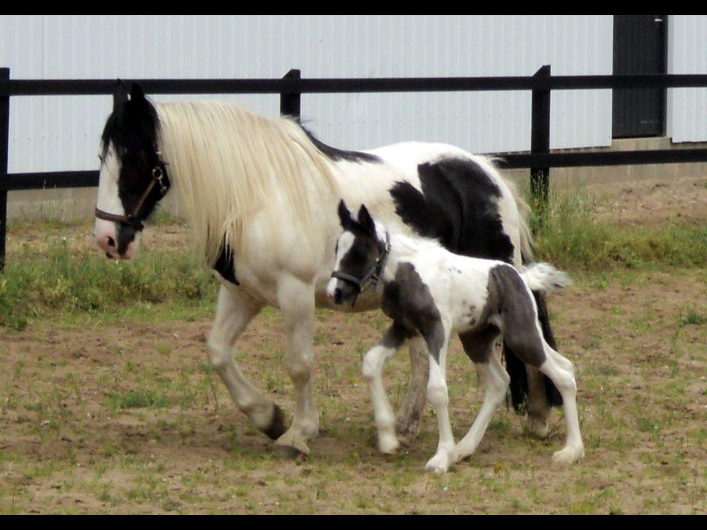 Tinker Møllegårdens Cherie billede 2