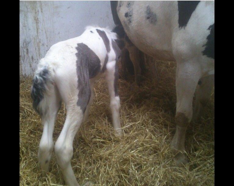 Tinker Møllegårdens Cherie billede 3