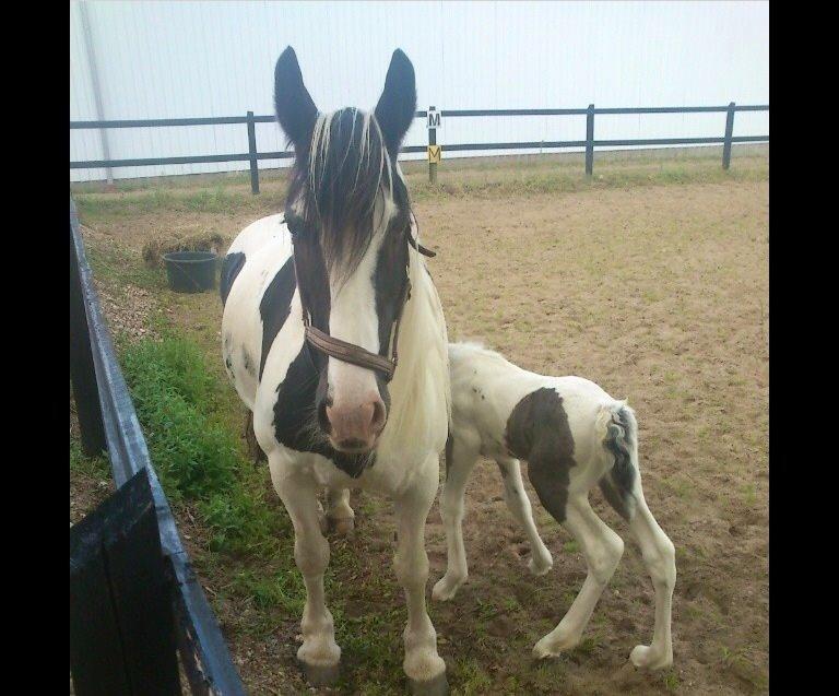 Tinker Møllegårdens Cherie billede 4