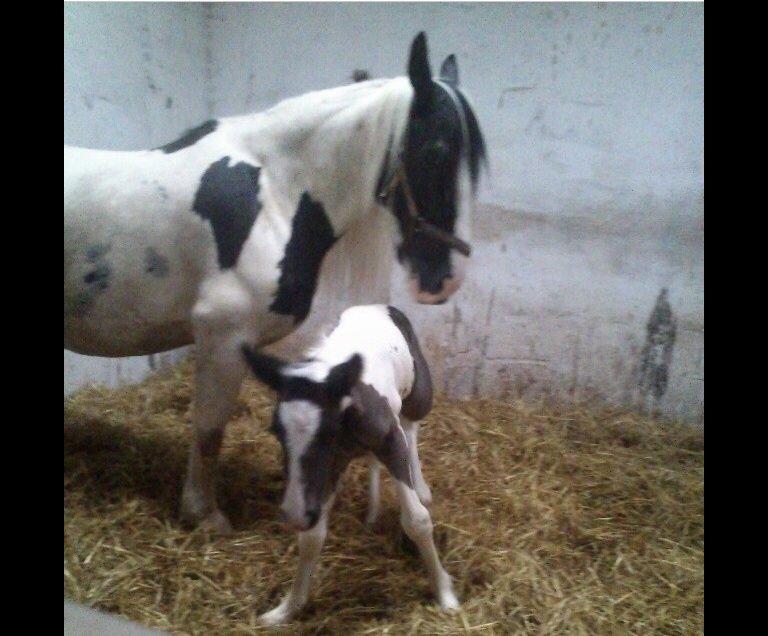 Tinker Møllegårdens Cherie billede 5