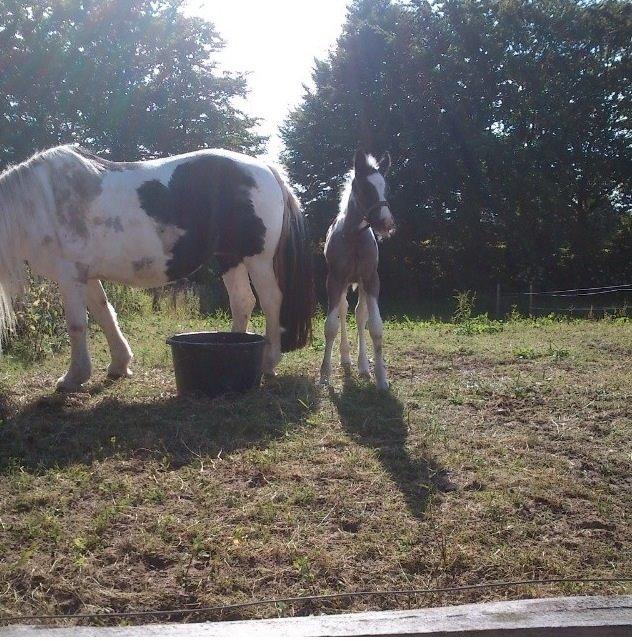 Tinker Møllegårdens Cherie billede 6