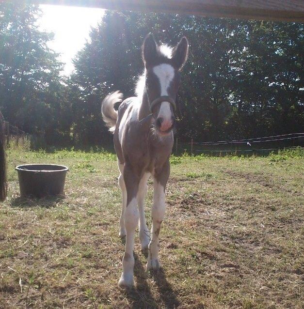 Tinker Møllegårdens Cherie billede 7