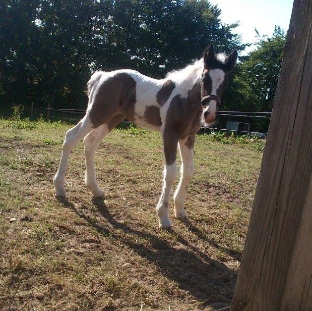 Tinker Møllegårdens Cherie billede 8