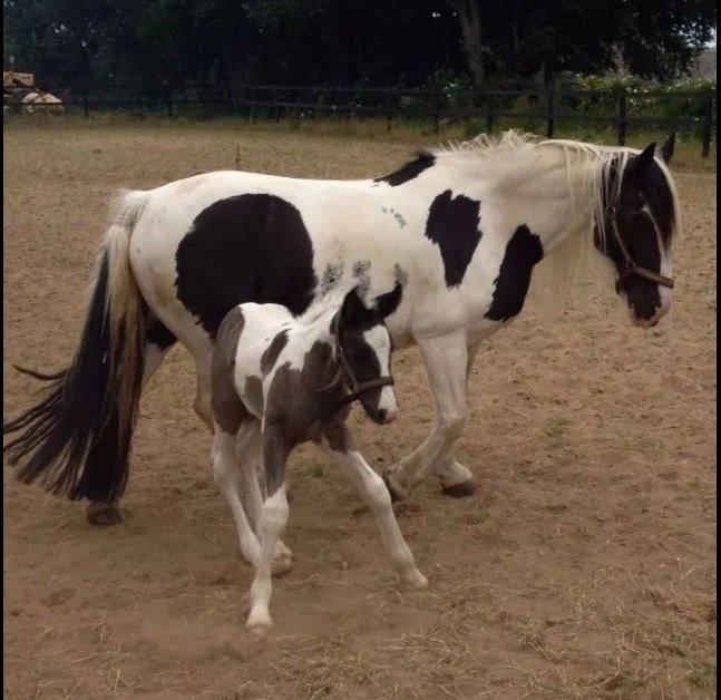 Tinker Møllegårdens Cherie billede 9