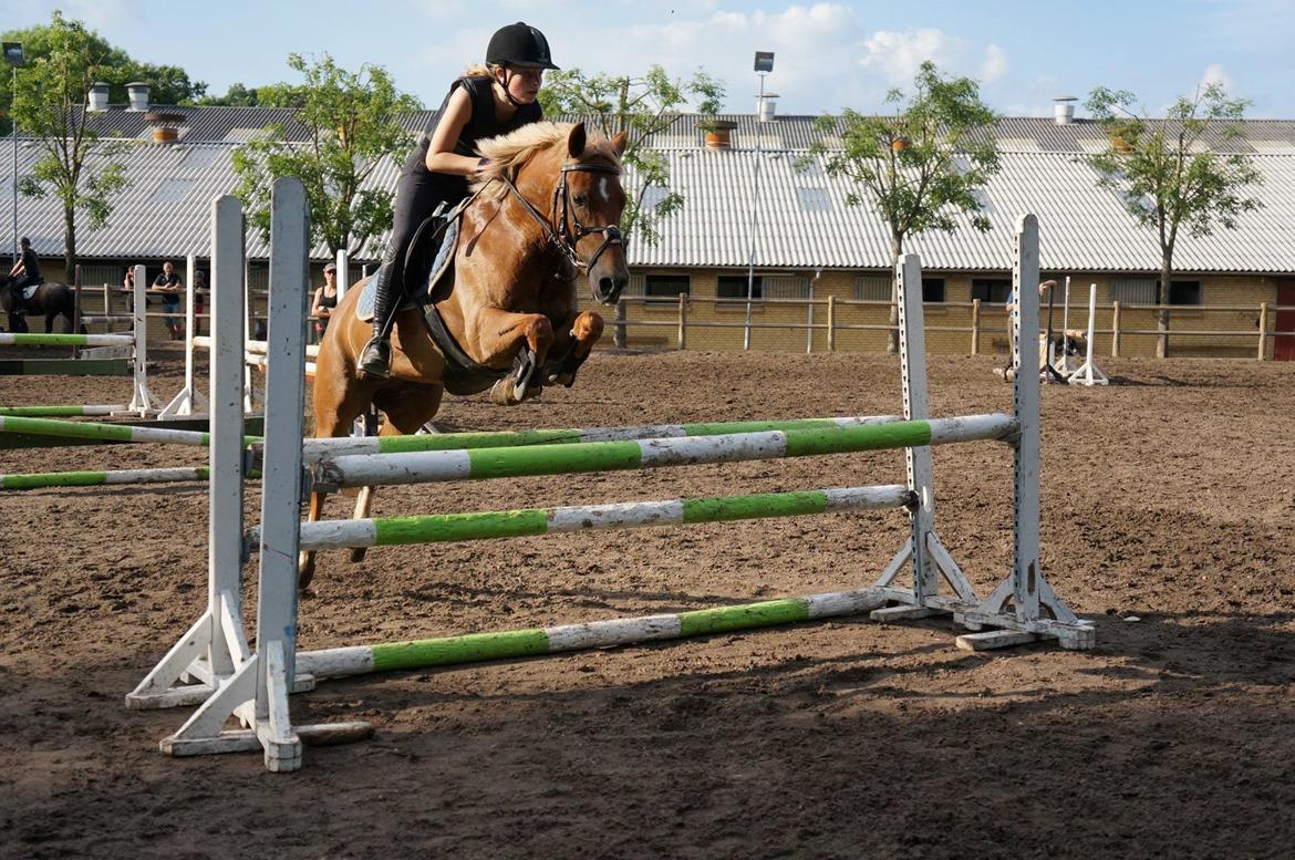 New Forest Kantje´s Isabella AKA Pony - Mit yndlingsbillede! billede 15