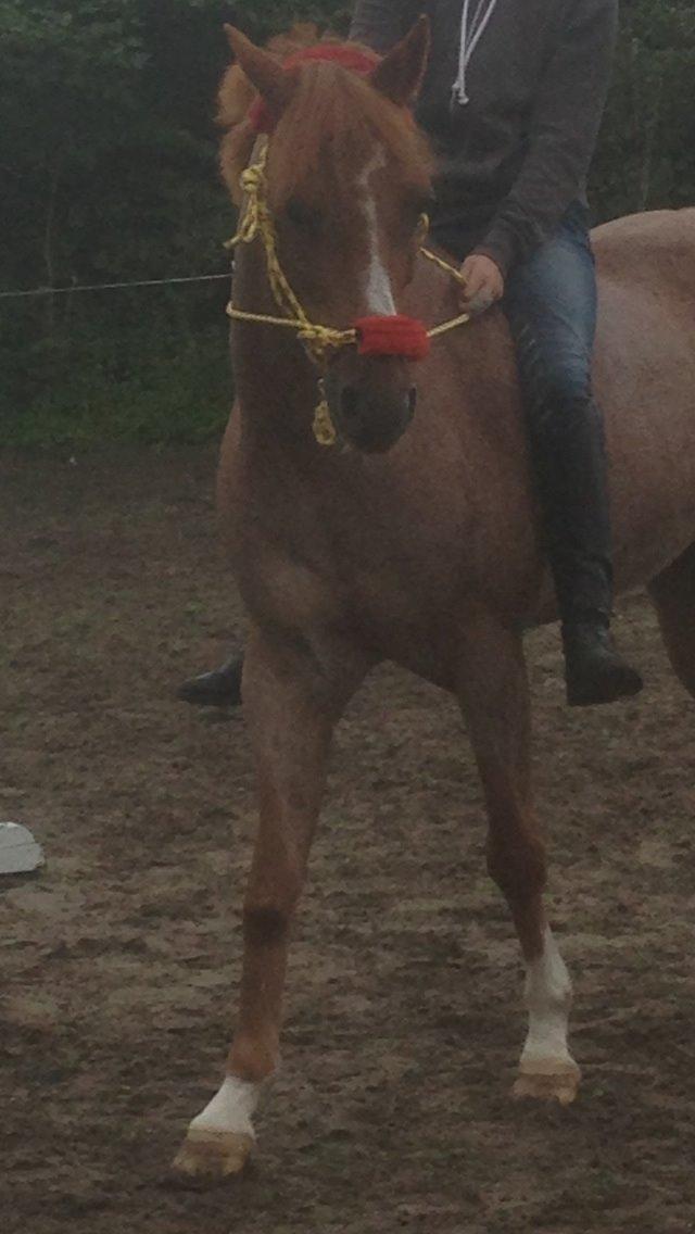 DSP Ll. sludekildes Faust billede 21