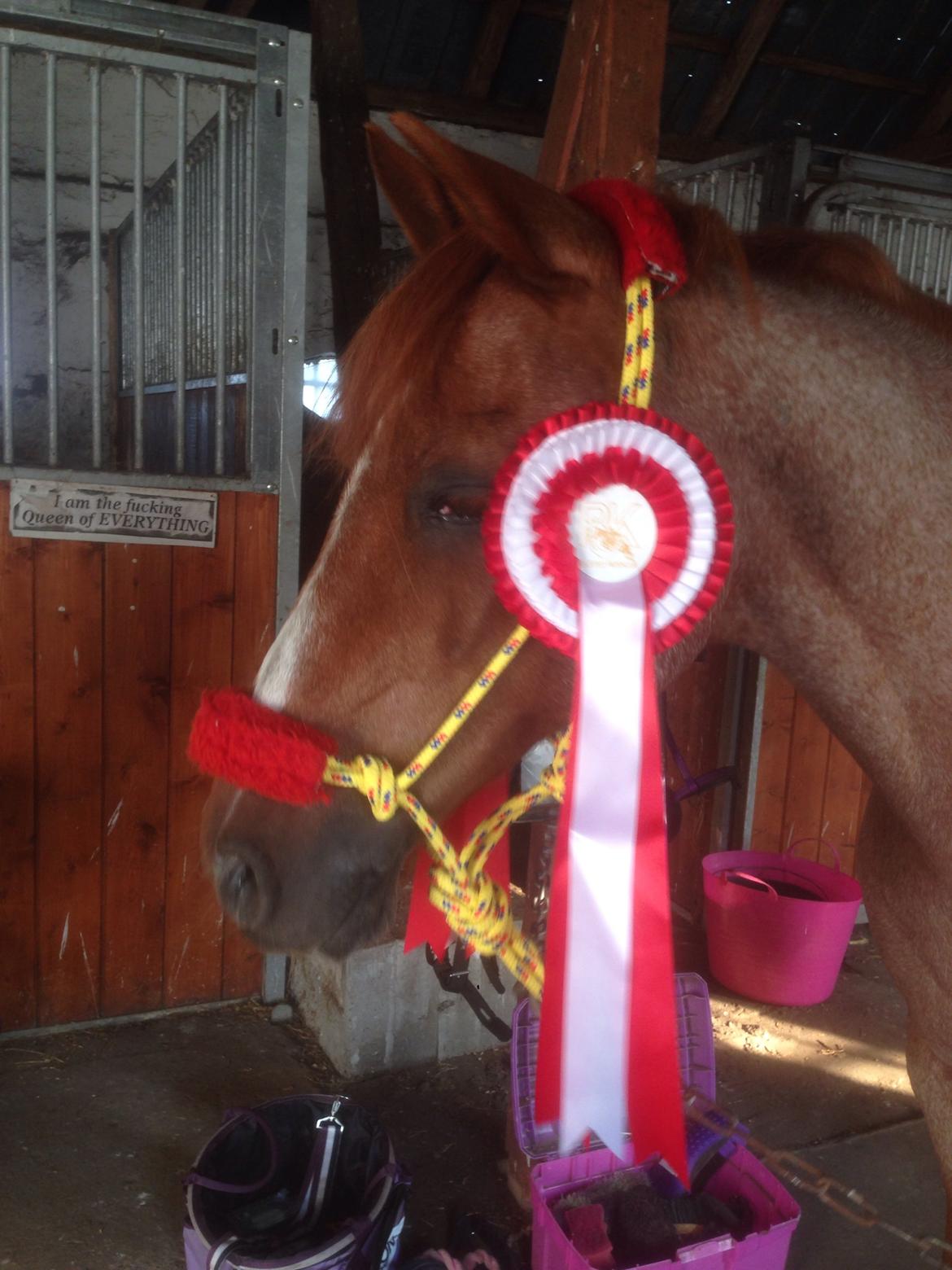 DSP Ll. sludekildes Faust billede 22