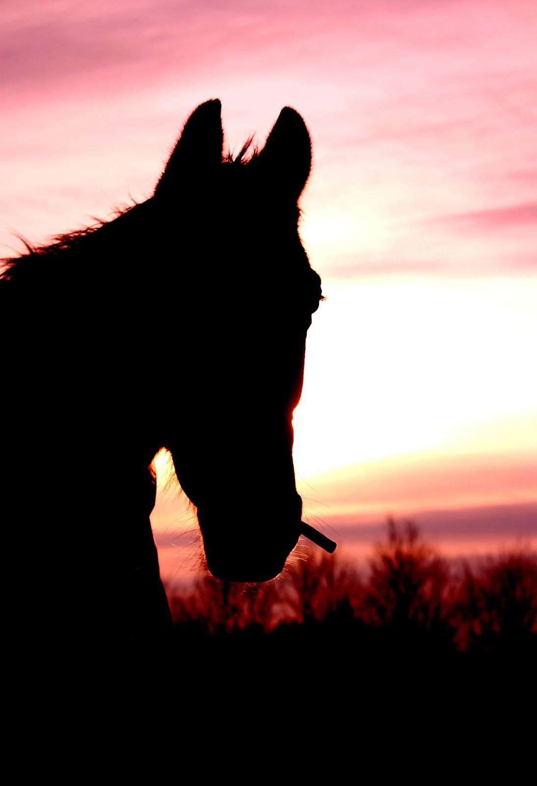 Anden særlig race Kaliffen (Givet Væk) *For Evigt Elsket <3* - Solnedgang sammen med Liffen (April 2014) billede 20