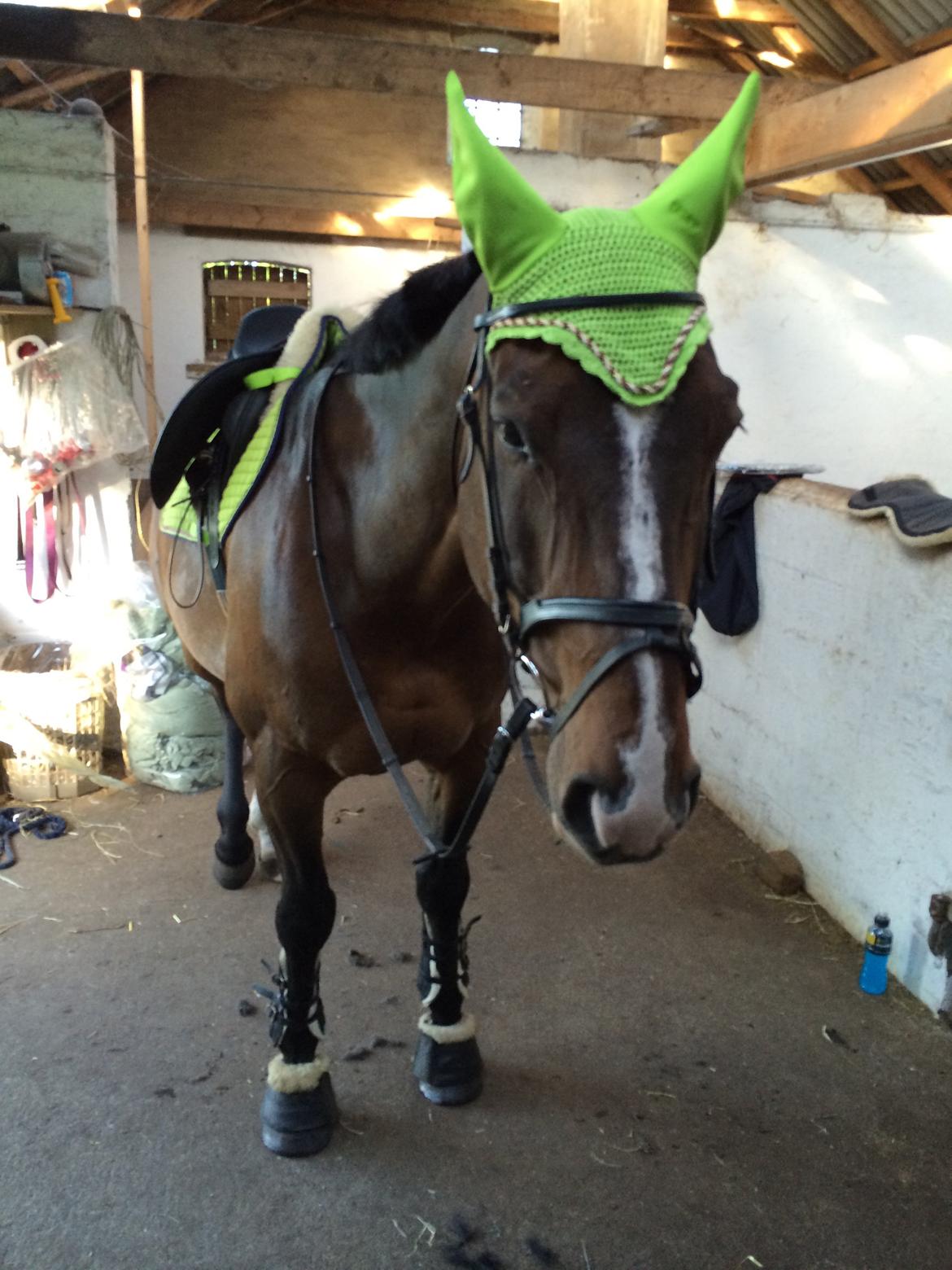 Dansk Varmblod Chrevi's castellano billede 18