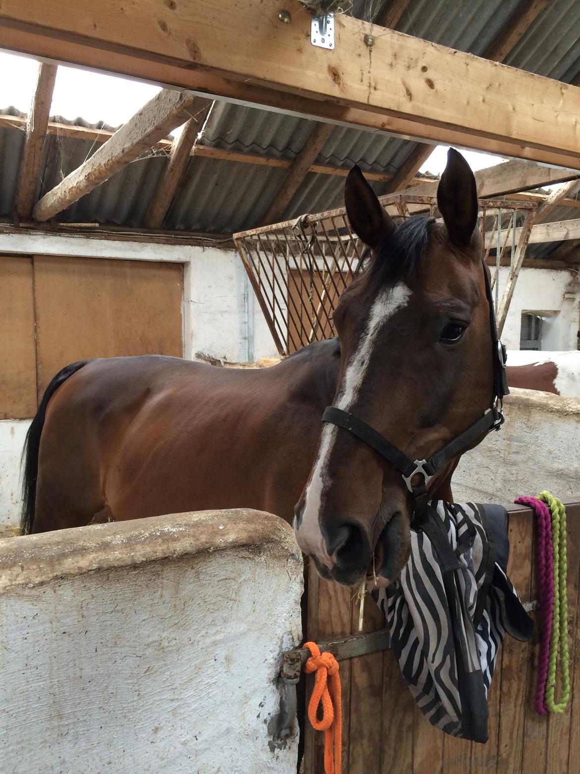 Dansk Varmblod Chrevi's castellano billede 19