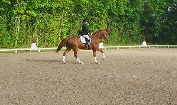 Dansk Varmblod Engeplet Charmeur <3 *Vildhesten* - Anden dressurstævne,  debut i LA1.. Hahah dressur siger mig ikke noget som helst, men valgte alligevel at starte... :D <3 billede 35