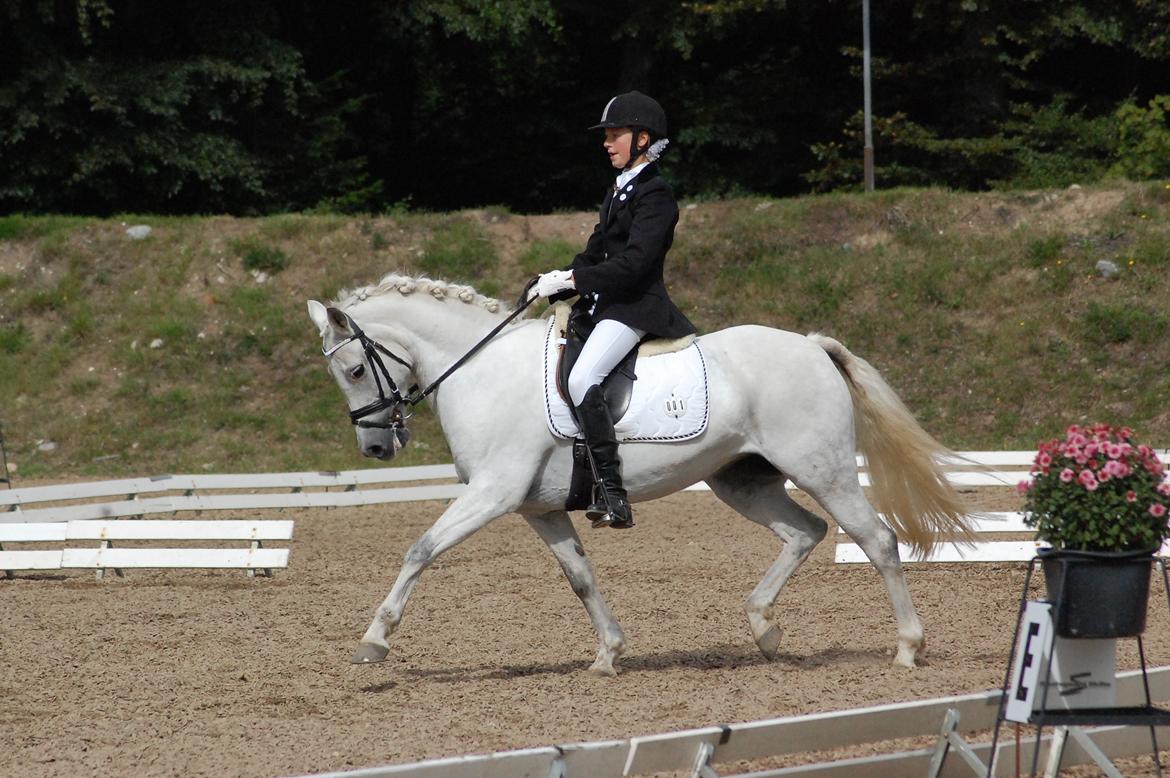 New Forest Øxenborg's Papagena billede 13
