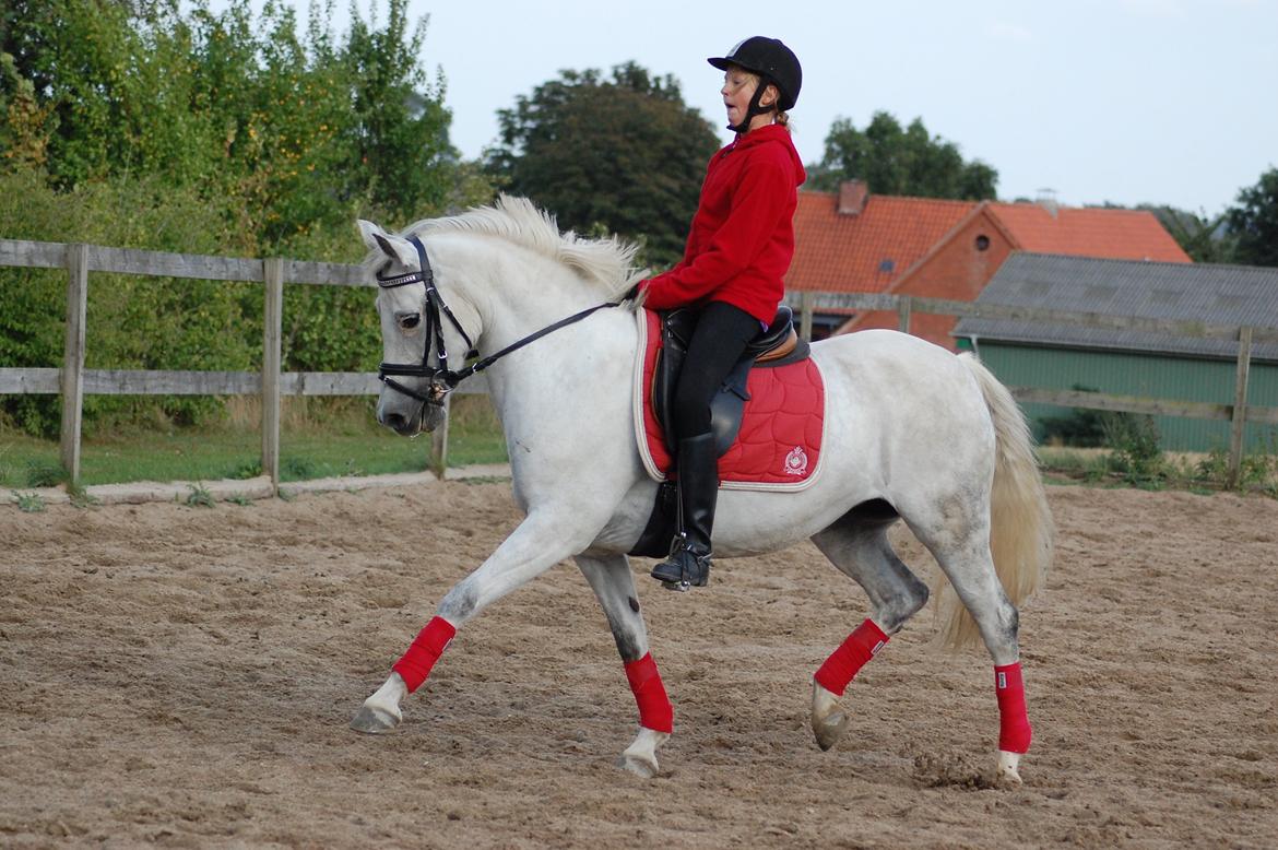 New Forest Øxenborg's Papagena billede 28