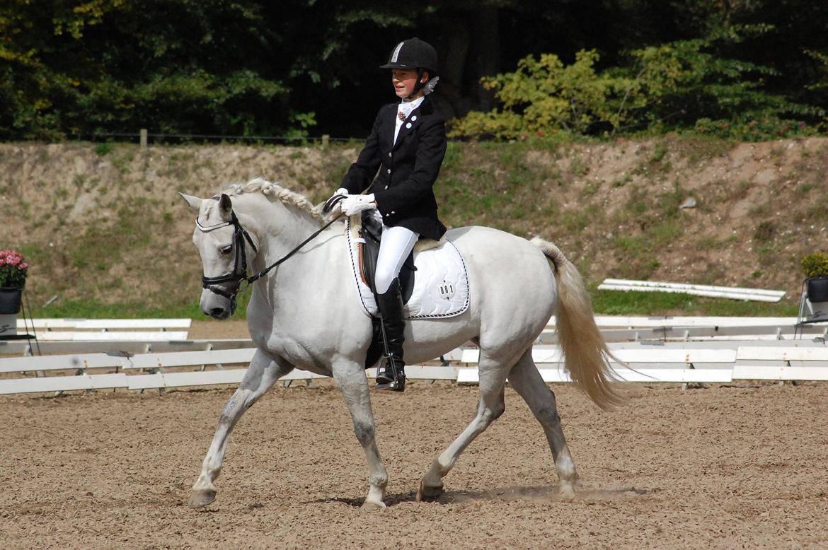 New Forest Øxenborg's Papagena billede 27