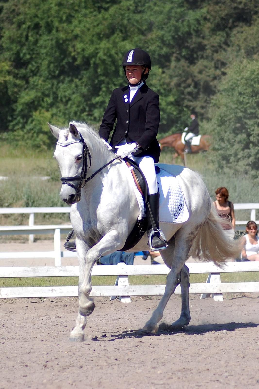 New Forest Øxenborg's Papagena billede 12
