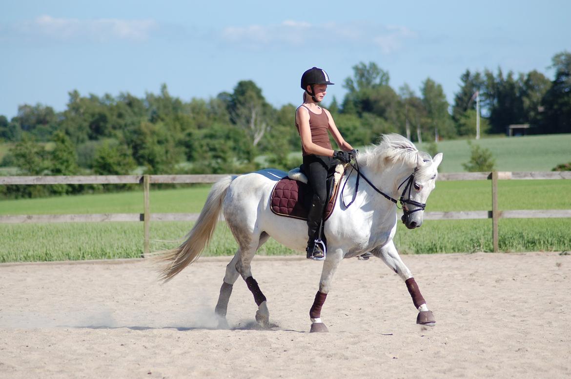 New Forest Øxenborg's Papagena billede 18