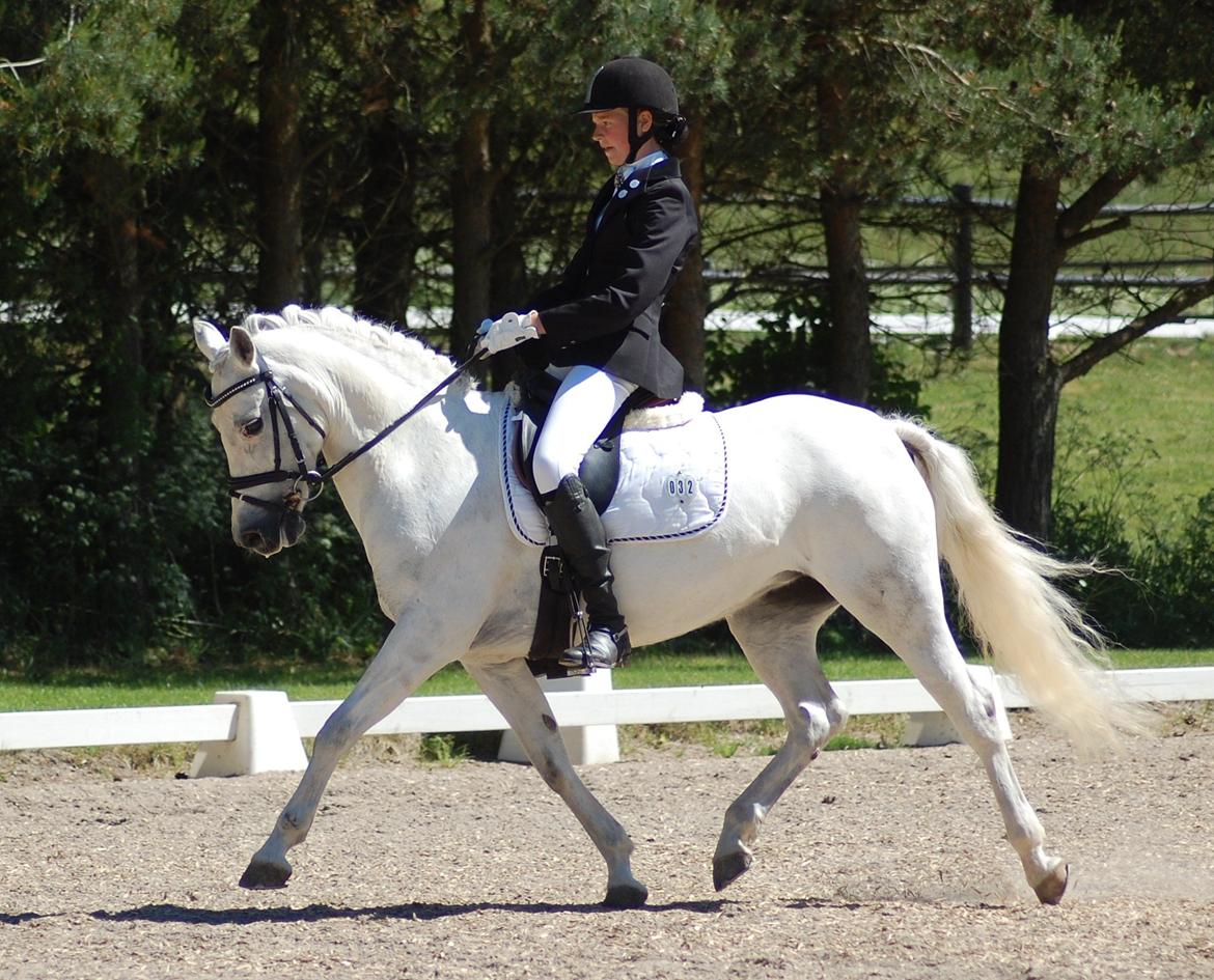 New Forest Øxenborg's Papagena billede 8