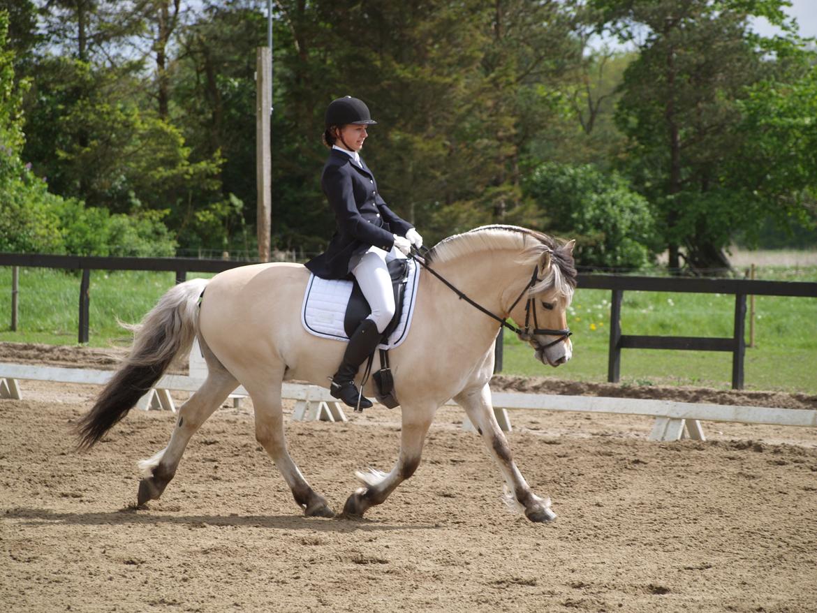 Fjordhest Nemo Hovborg billede 9