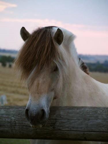 Fjordhest Nemo Hovborg billede 11