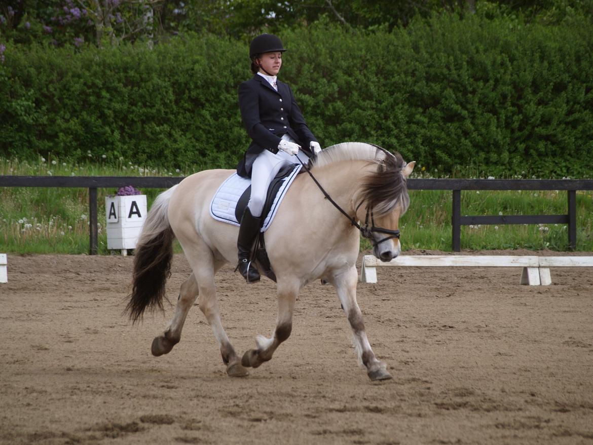 Fjordhest Nemo Hovborg billede 15