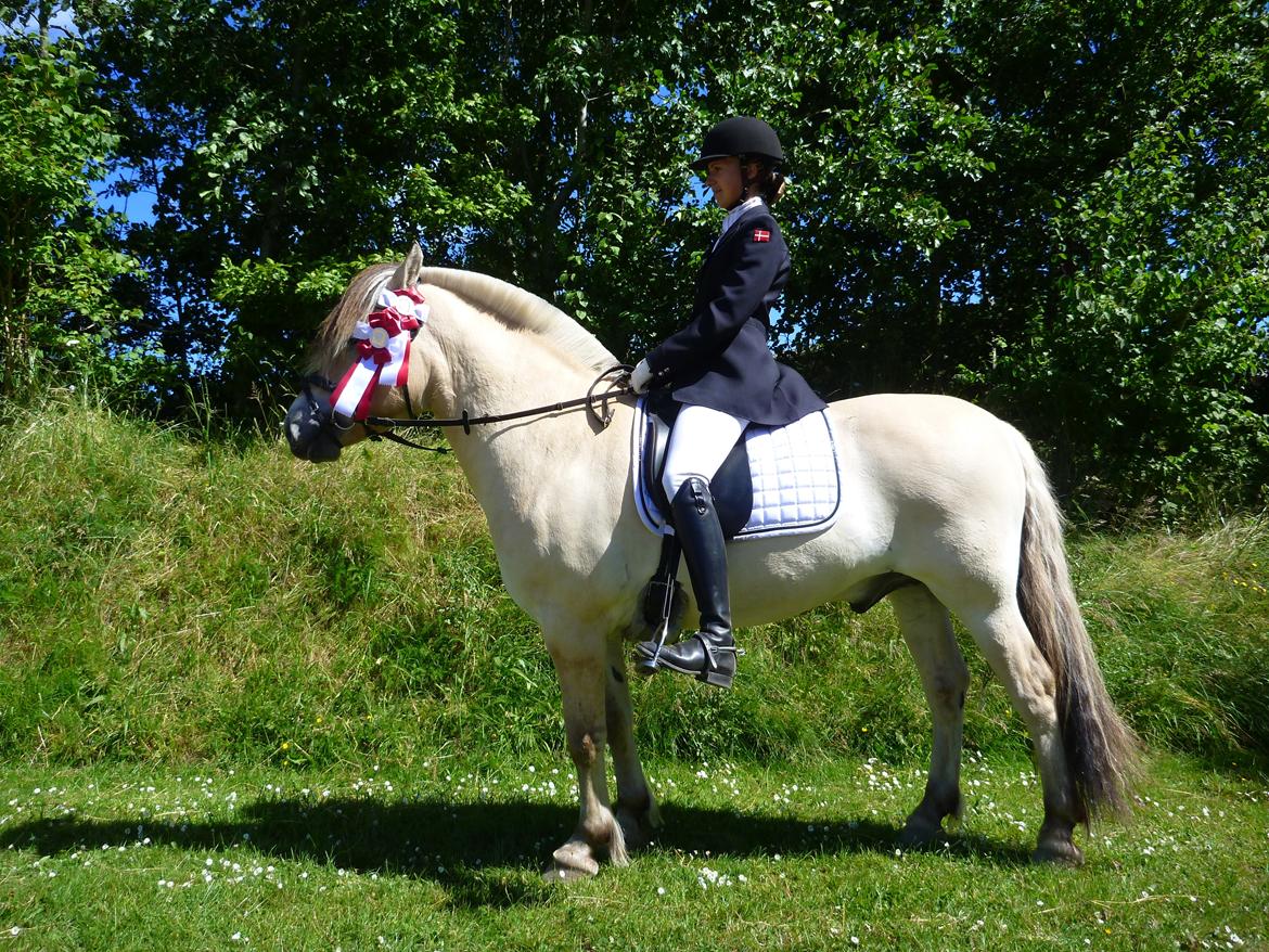 Fjordhest Nemo Hovborg billede 18