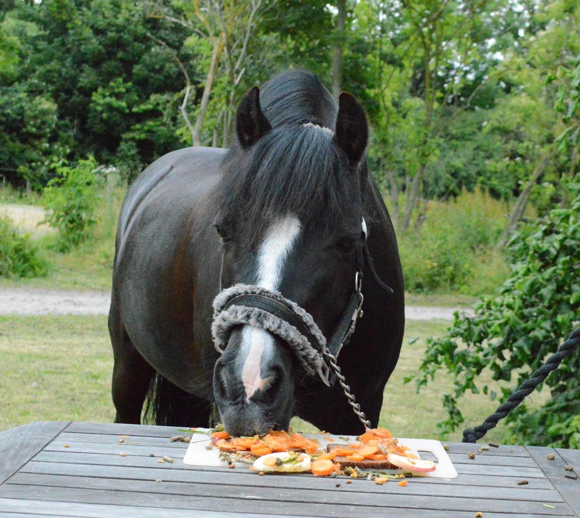 Welsh Pony af Cob-type (sec C) Hestemøllegårds Batman *A-PONY* - Et af vores sidste minder sammen! Han fødselsdag d. 23/06-14 <3 billede 18