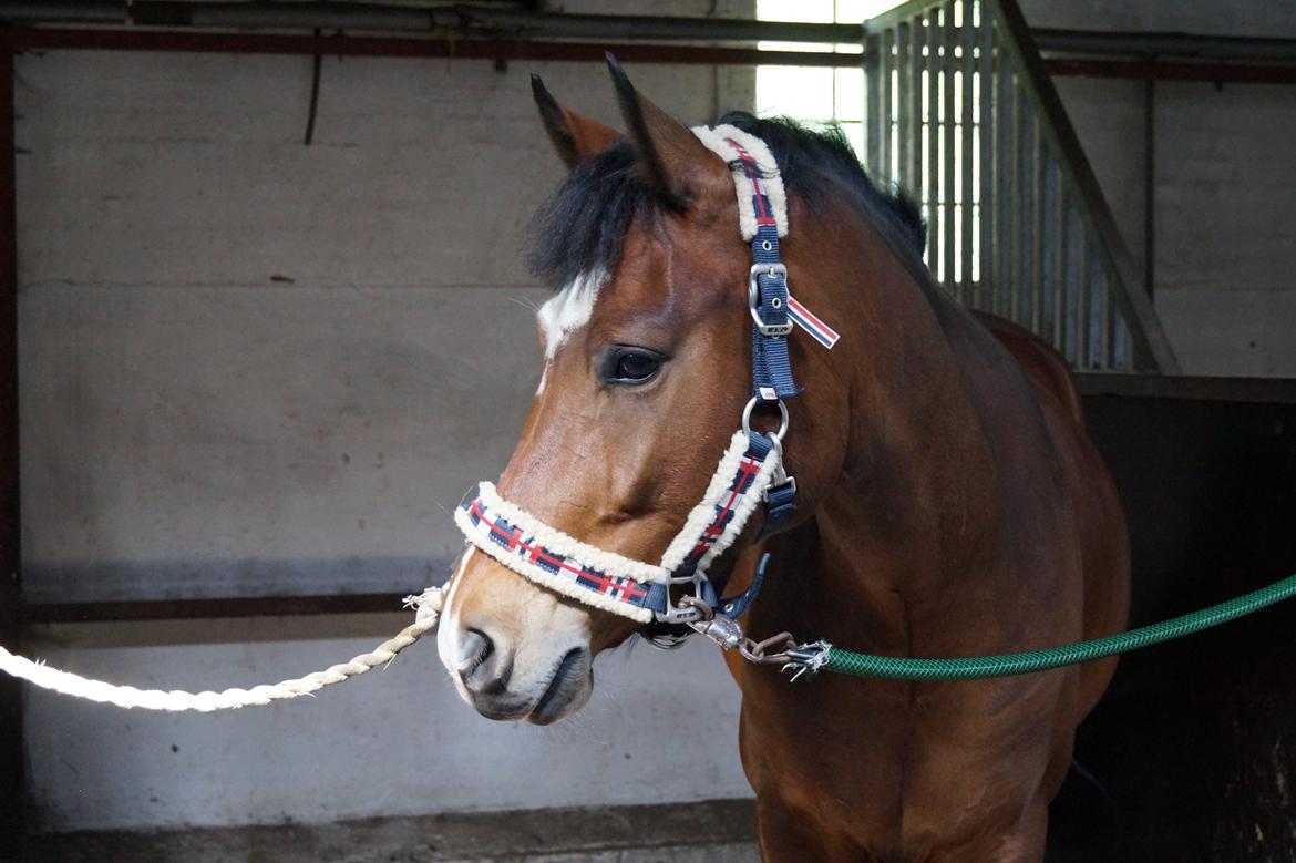 New Forest Egeballes Totilas [Tidl. hest] - Han har vist fået øje på godbidderne. billede 7