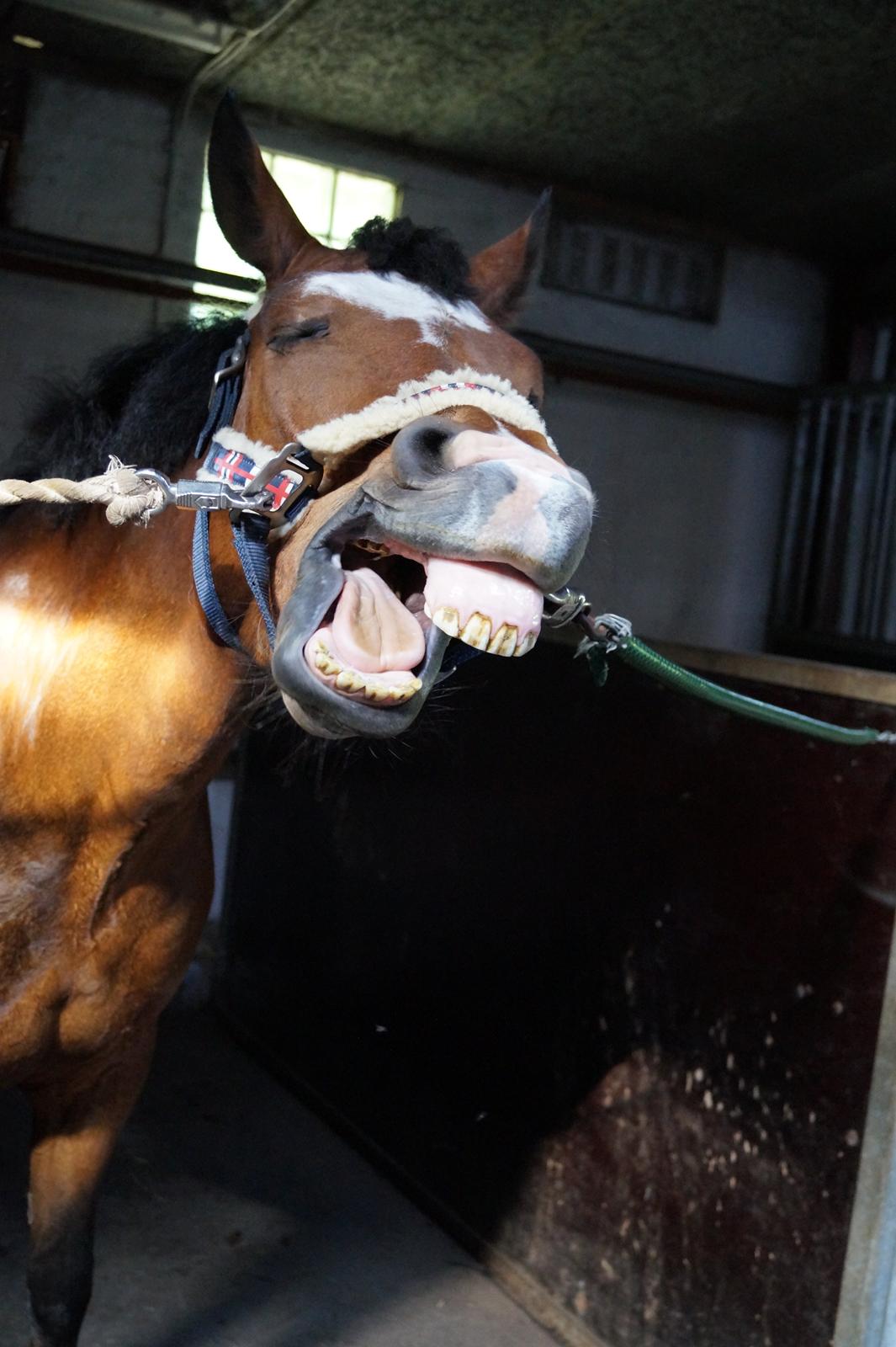 New Forest Egeballes Totilas [Tidl. hest] - Laama. billede 8