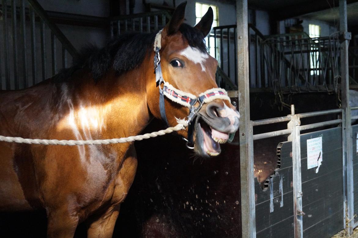 New Forest Egeballes Totilas [Tidl. hest] - Vores defination af ''smile'' billede 11