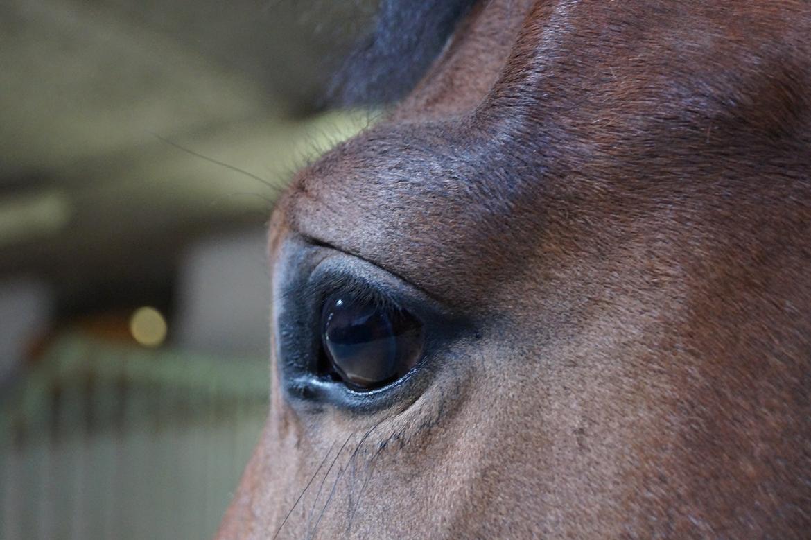 New Forest Egeballes Totilas [Tidl. hest] - The eyes are the windows to the soul billede 3