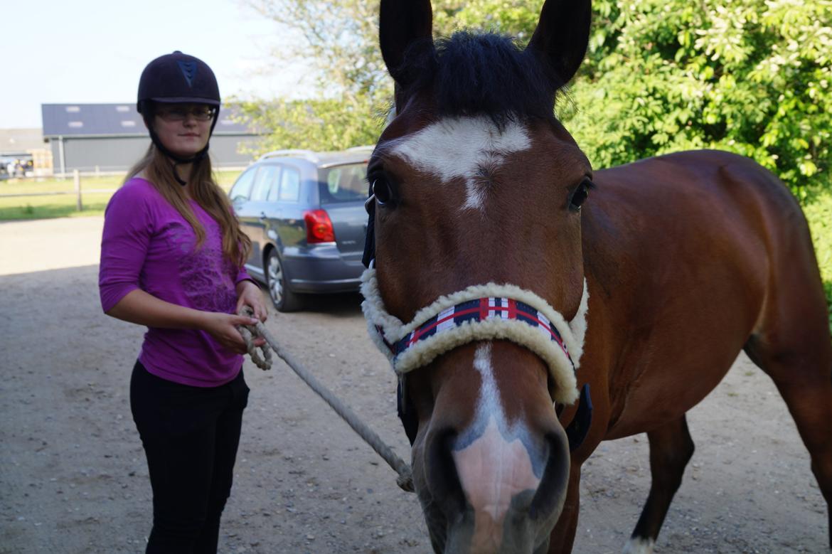 New Forest Egeballes Totilas [Tidl. hest] - Mor hvad er det du laver? billede 13