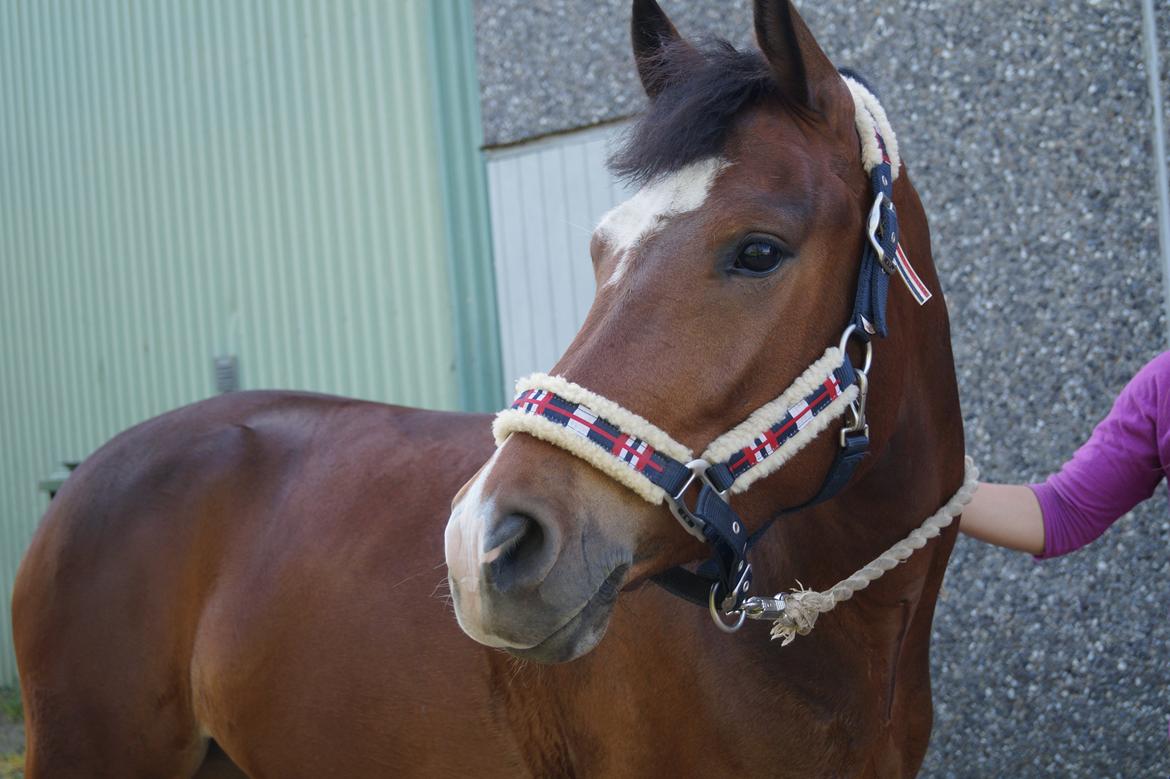 New Forest Egeballes Totilas [Tidl. hest] - Der er 9 bogstaver i kærlighed, 8 af dem er ærlighed. billede 15