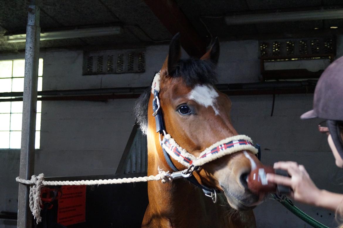 New Forest Egeballes Totilas [Tidl. hest] - Mor nu bliver min mule jo våd.. billede 12