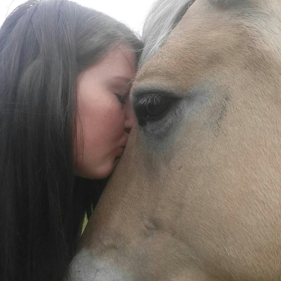 Fjordhest Josefine billede 4