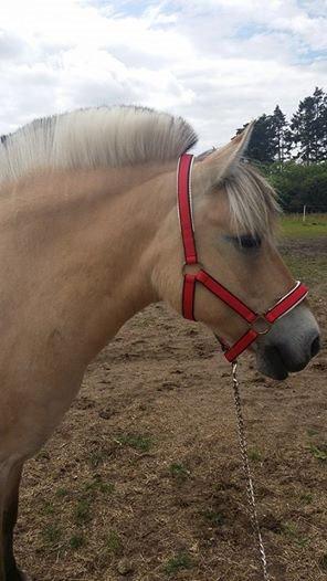 Fjordhest Josefine billede 9
