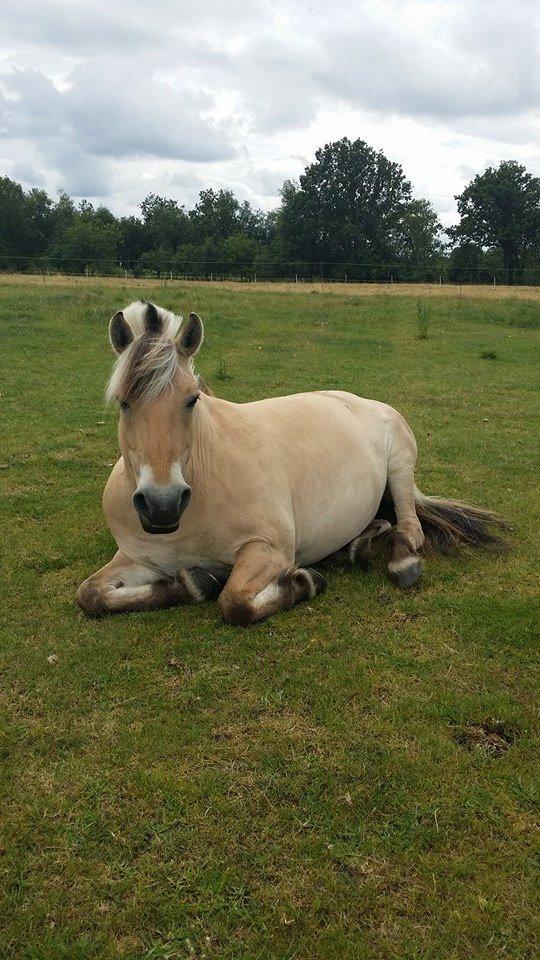 Fjordhest Josefine billede 7